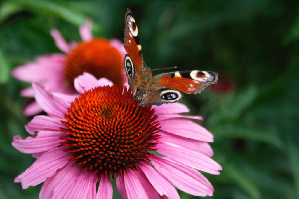 Botanischer Garten Kultur Fotokurs